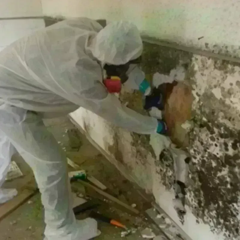 Mold Remediation and Removal in Scott County, IL